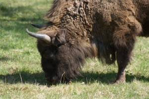 Bison